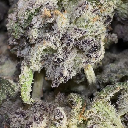 White Truffle (Indica)