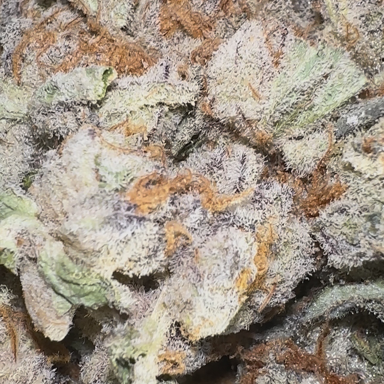 Astronaut Status (Hybrid)