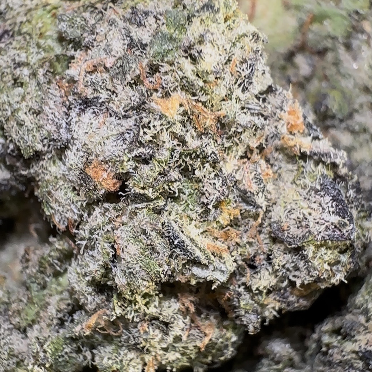 Frosted Flakes (Indica)