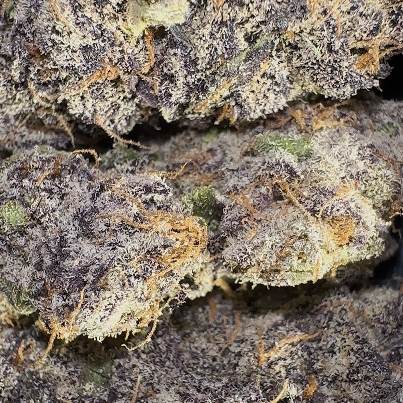 Cured flower in controlled environment