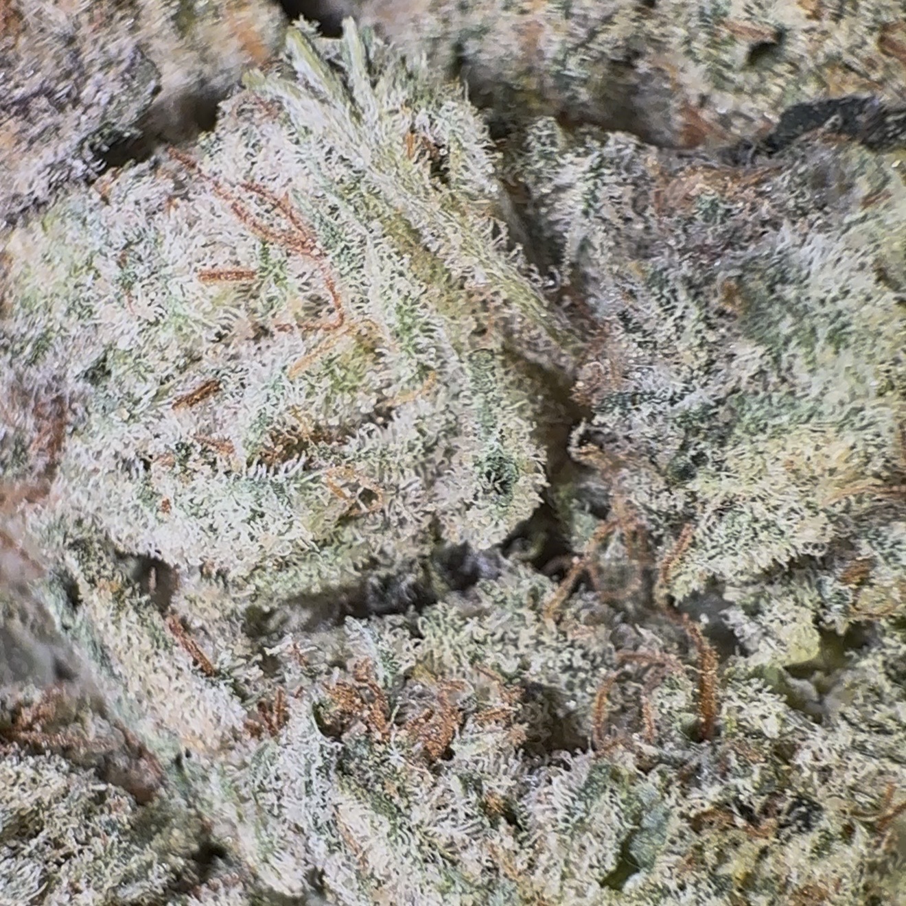 White Widow (Sativa)