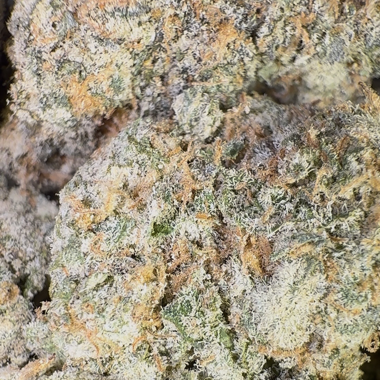 Goudaberry (Sativa)
