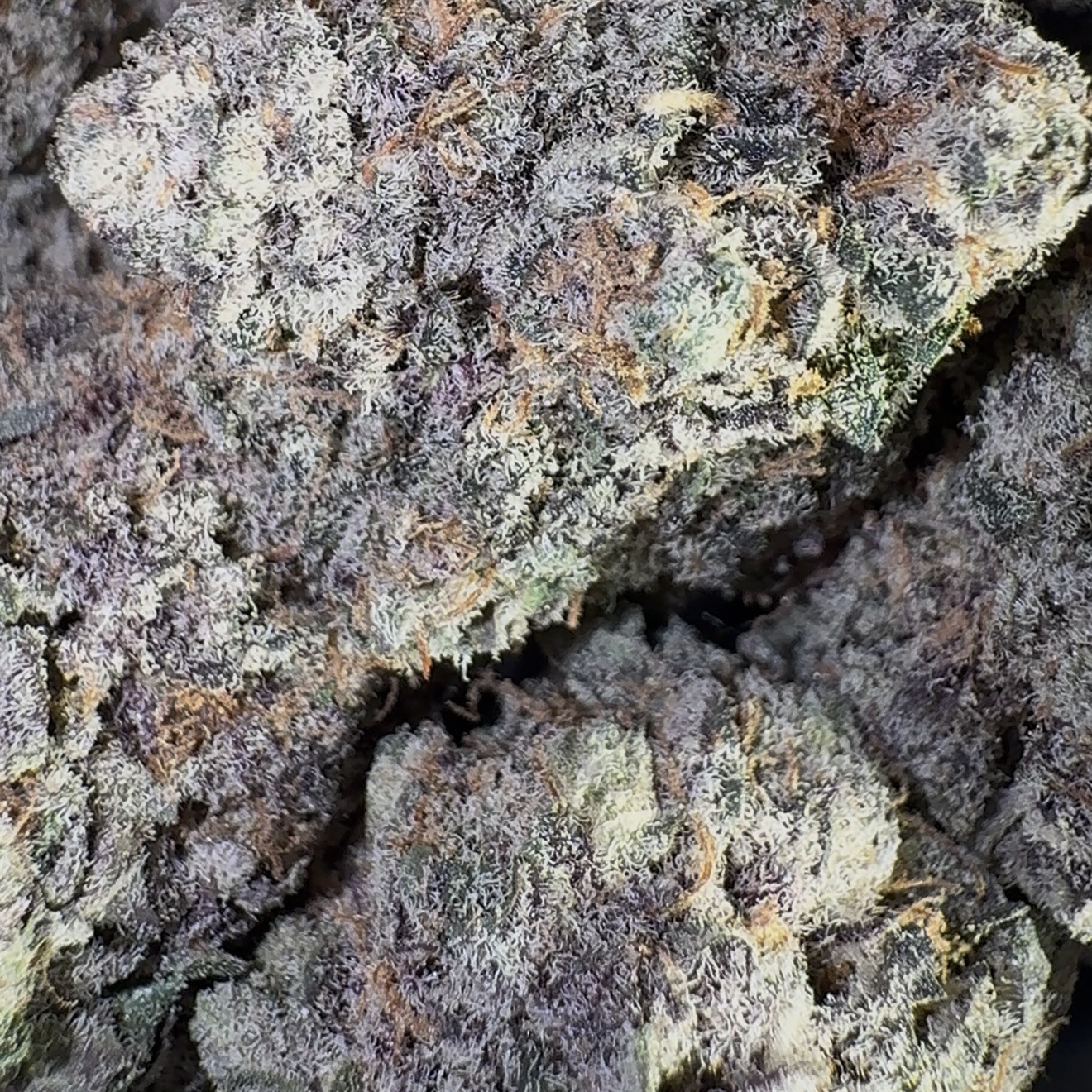 Raspberry Tart (Sativa)