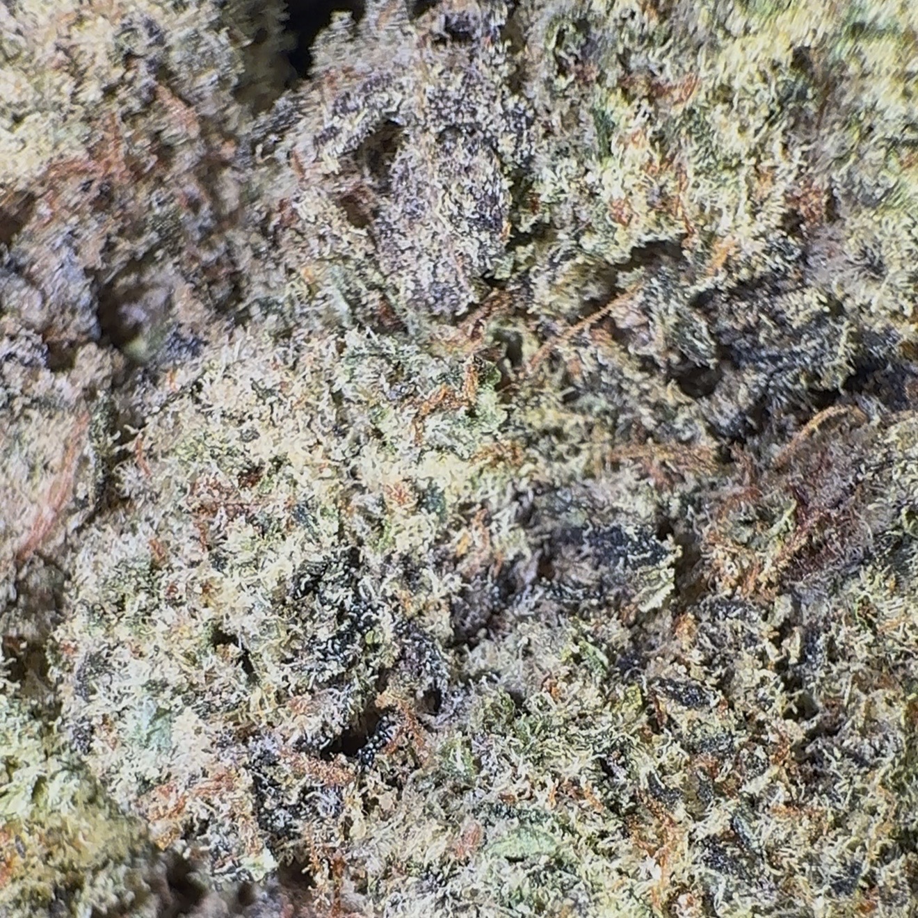 Chocolate Milk (Hybrid)