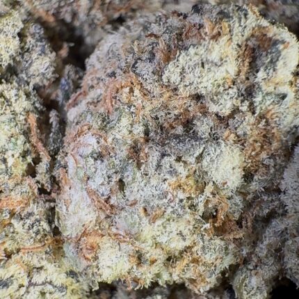 Caramel Candy (Hybrid)