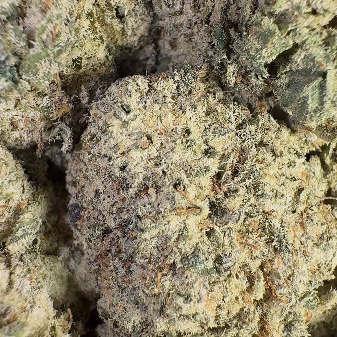 Mule Fuel (Indica)