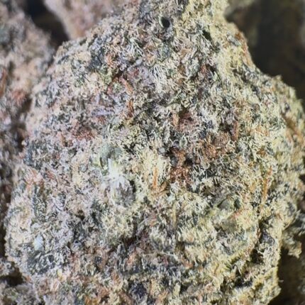 White Russian (Sativa)