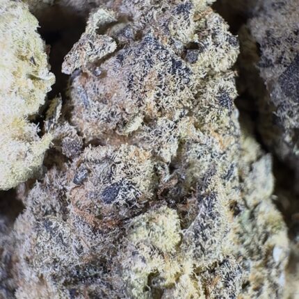 Grape Stomper (Hybrid)