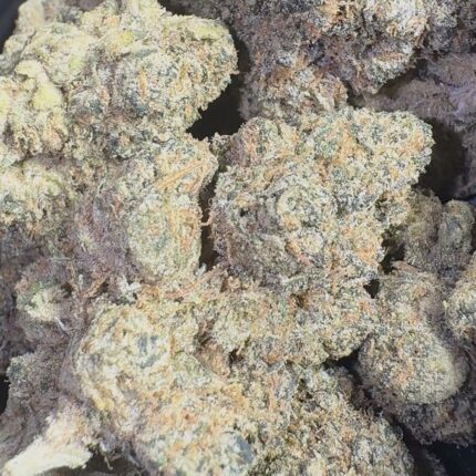 Gelato #41 | 3.5 Grams | Hybrid