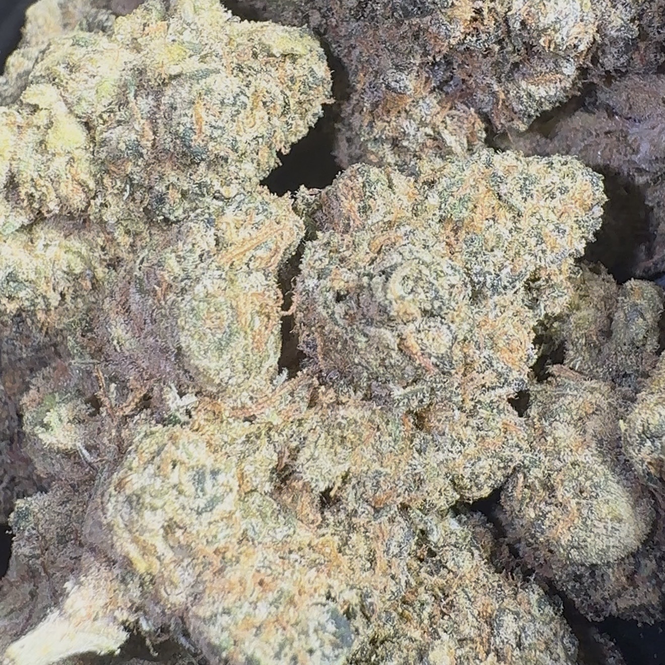 Gelato #41 (Hybrid)