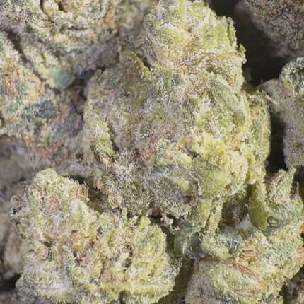 Grape Bubblegum | 3.5 Grams | Indica